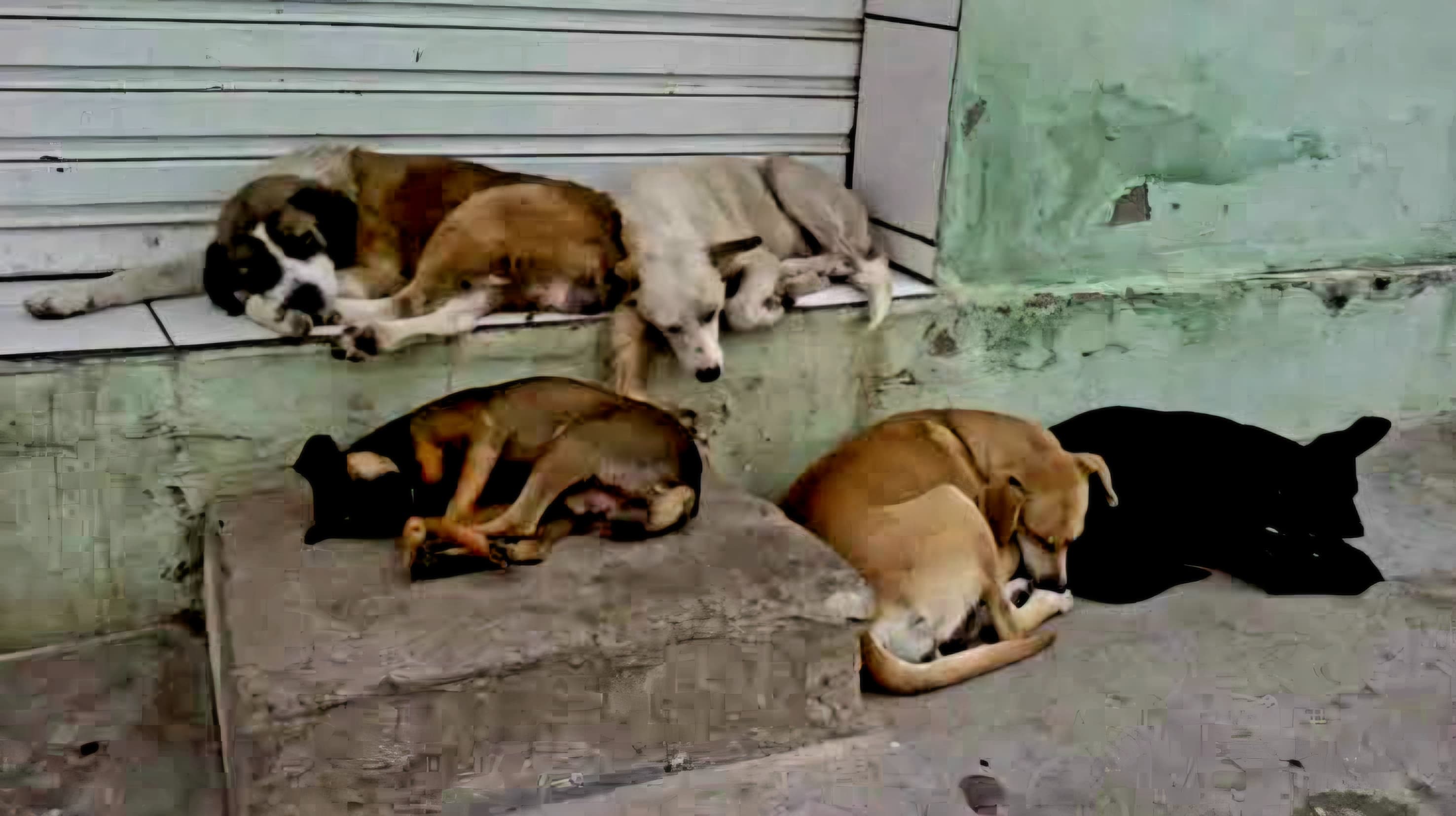 Campanha Dezembro Verde – Não ao Abandono de Animais pode ser instituída na cidade