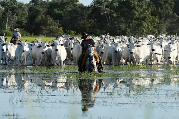 Com novo horário, Audiência Pública que vai tratar Lei do Pantanal será na sexta-feira