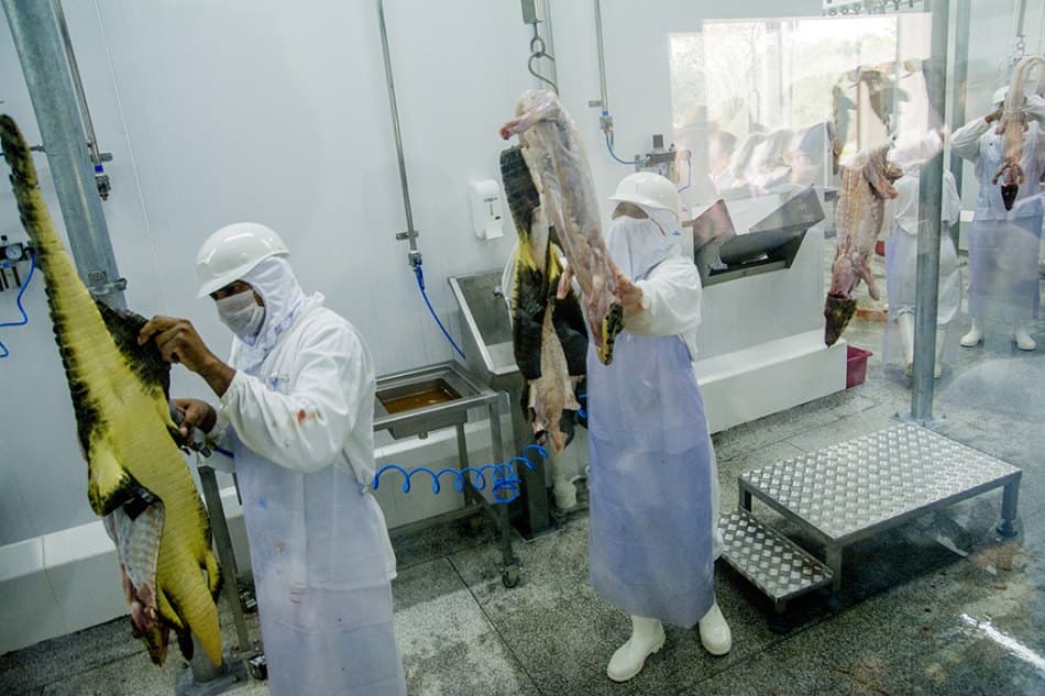 Na Câmara, vereadores sugerem inclusão da carne do jacaré na merenda escolar