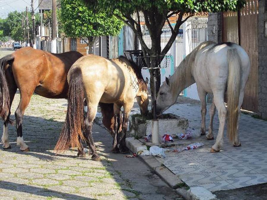 Gaúcho da Pró-Art pede recolhimento de animais soltos nas vias urbanas
