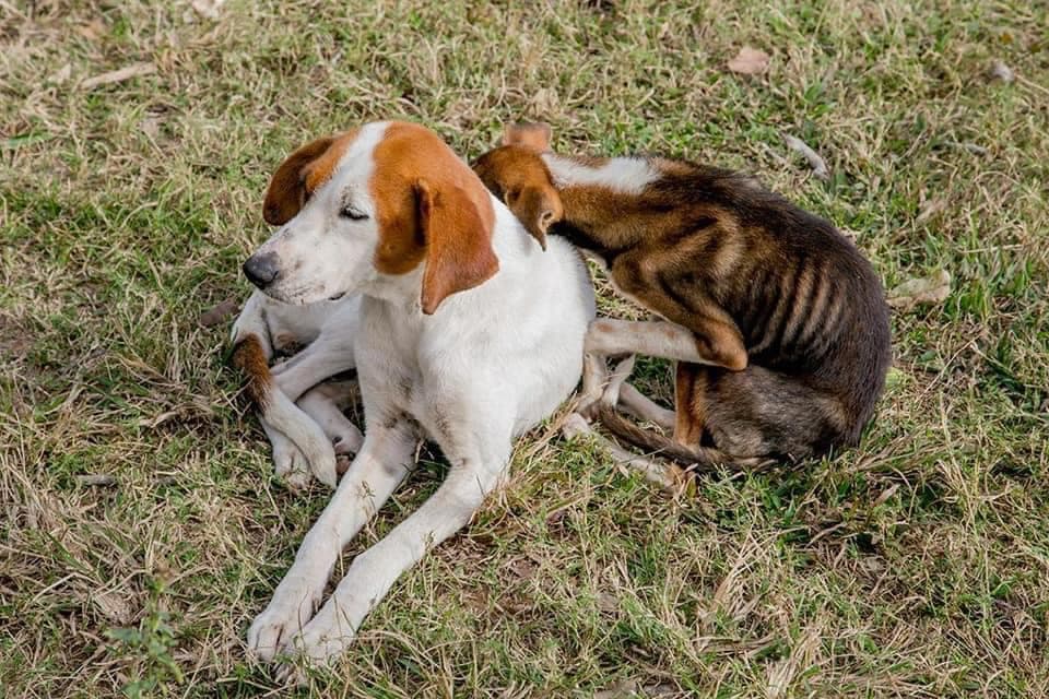 Audiência na Câmara é sugerida para debater políticas públicas direcionadas a causa animal