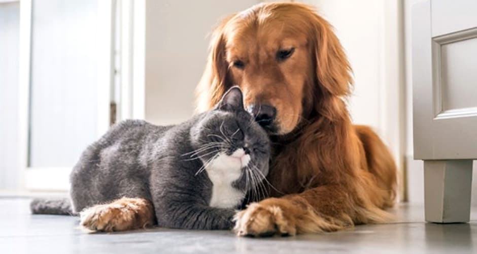 Vereador propõe criação de conselho de proteção e defesa de animais domésticos