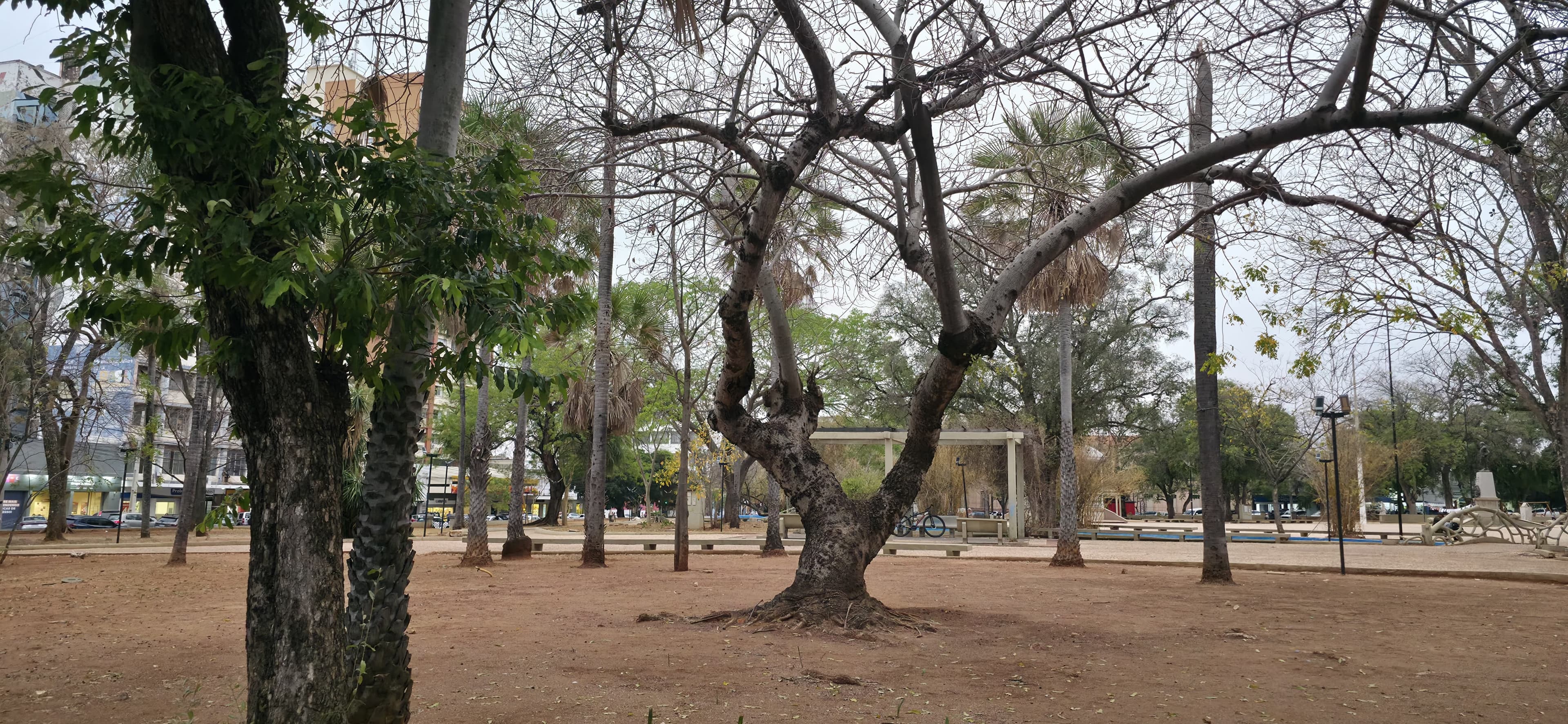 Bira solicita vistoria técnica para verificar ‘saúde das árvores’ no Jardim da Independência
