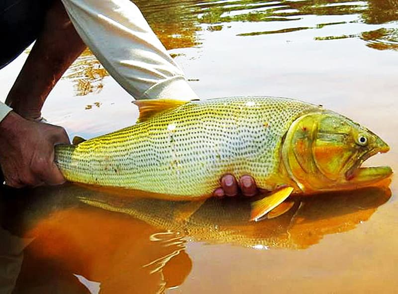 Câmara aprova Projeto de Lei que proíbe a pesca do Dourado em Corumbá