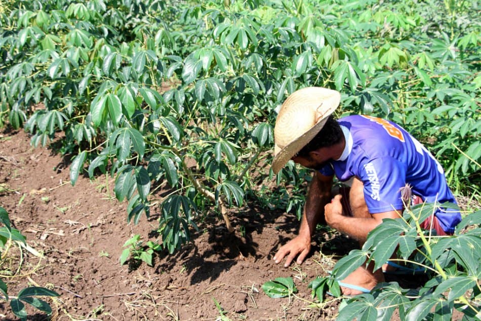Vereador sugere estudos sobre industrialização da mandioca em Corumbá