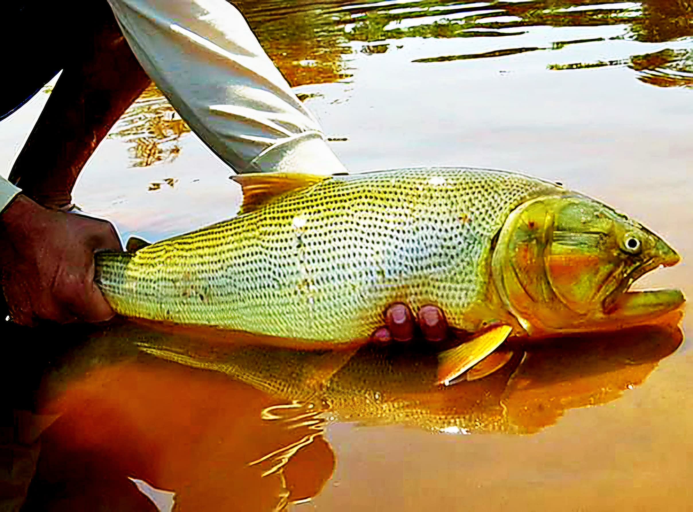 Elinho pede apoio de autoridades para prorrogação da proibição da pesca do Dourado