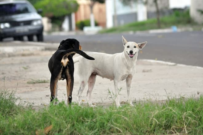 Recolhimento de cães soltos pelas ruas da cidade é solicitado na Câmara