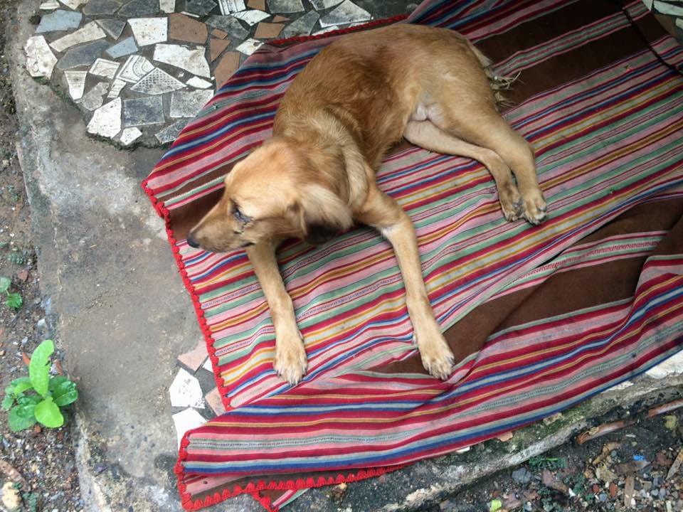 Vereador sugere disponibilização de veterinário para atender a ACLAA