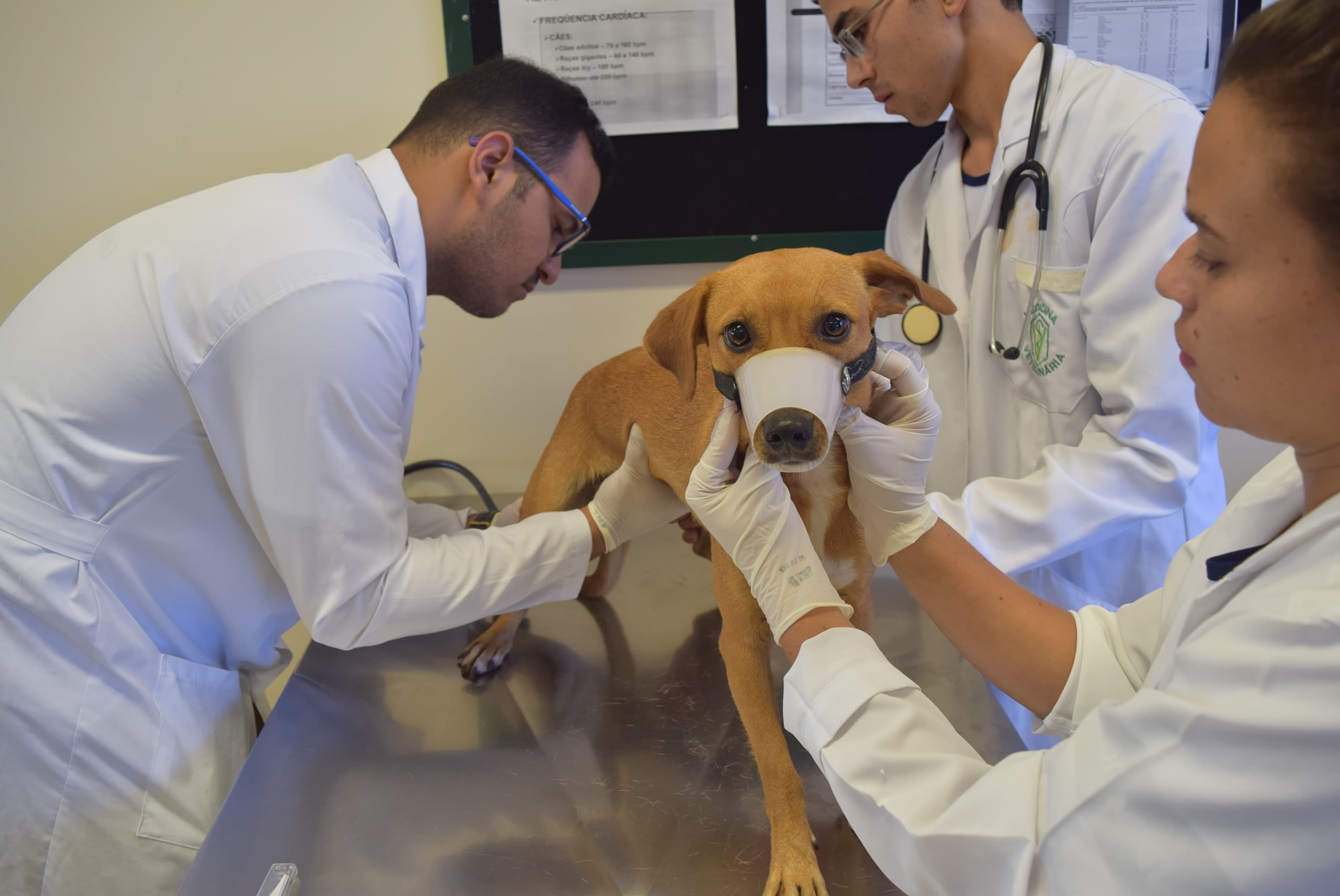 Na Câmara, vereador sugere criação de uma UPA Veterinária em Corumbá