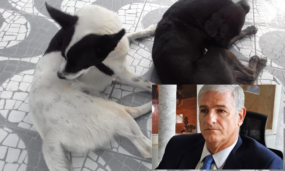 Vereador propõe criação do Cadastro Municipal de Animais Domésticos