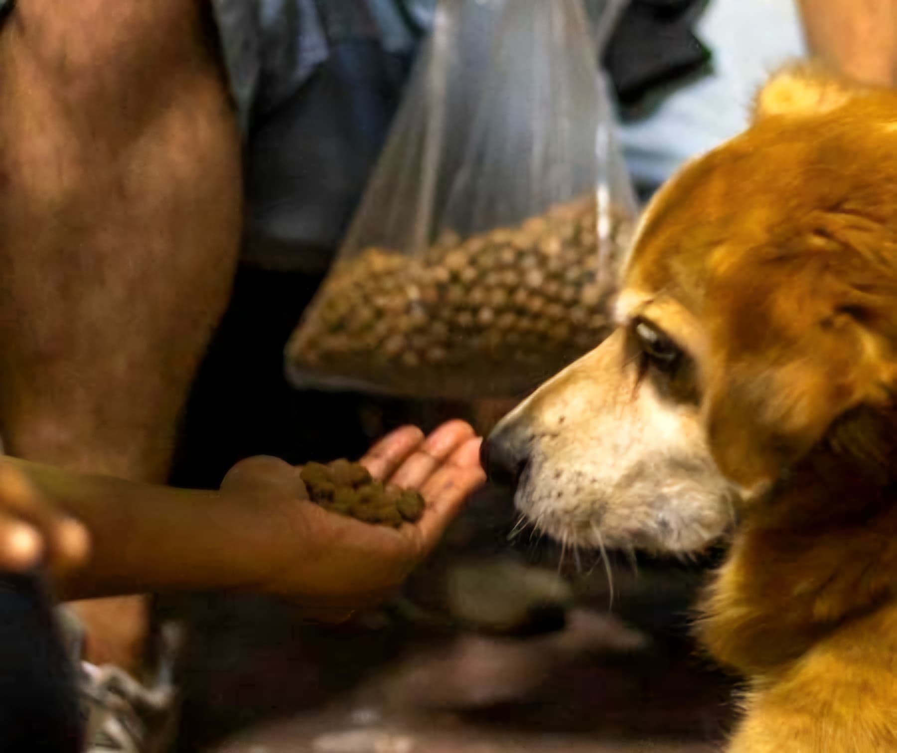 Projeto de Lei prevê suporte àquelas pessoas que cuidam de animais de forma independente
