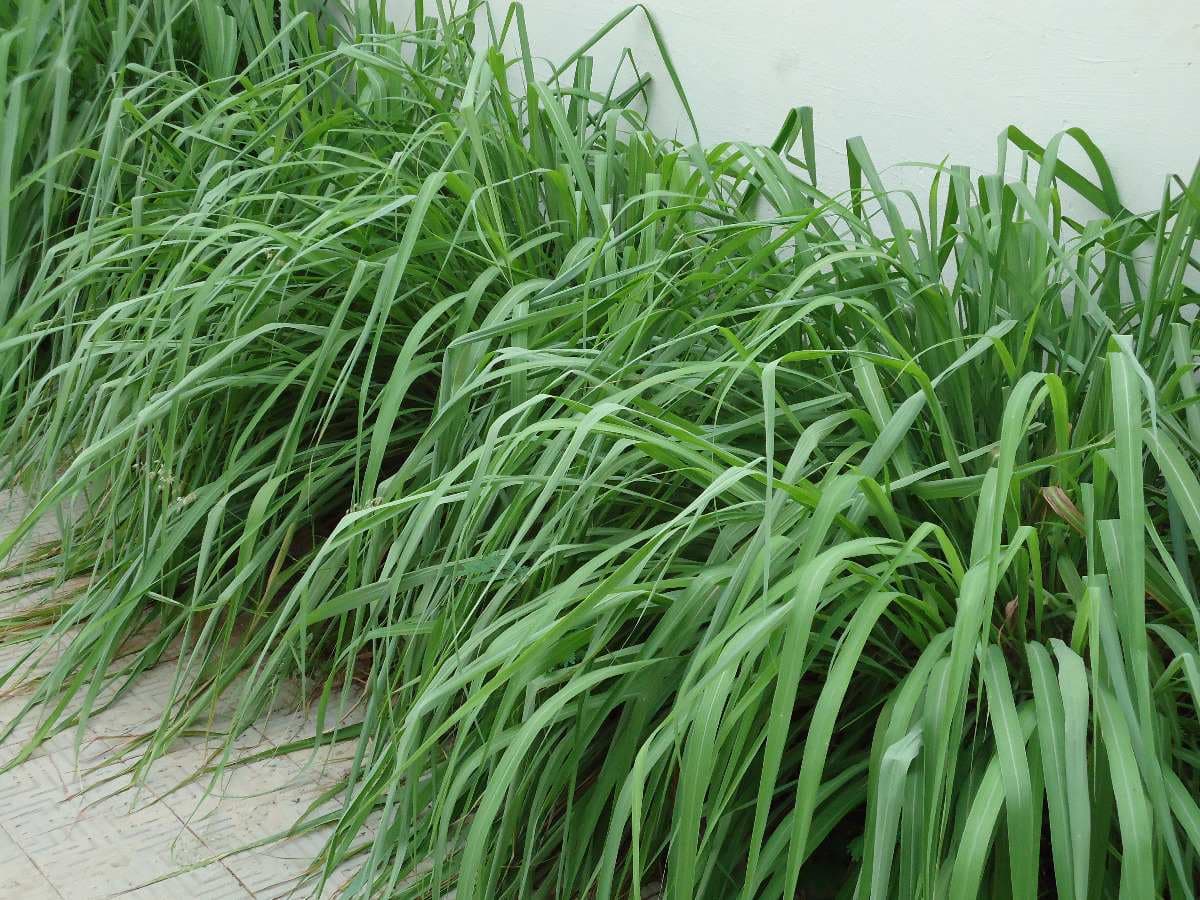 Vereador sugere distribuição de Citronela e Crotalária para combater o Aedes