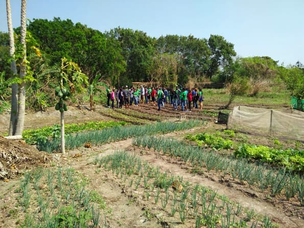Câmara aprova Projeto de Lei que institui programa de hortas solidárias na cidade