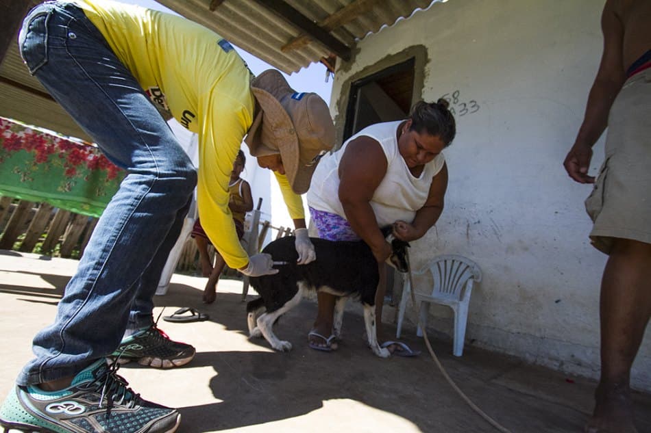 Vereador sugere campanha de vacinação contra raiva animal na zona rural
