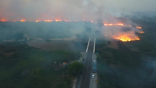 Vereador sugere estudos visando retirada de plantas invasoras no Pantanal