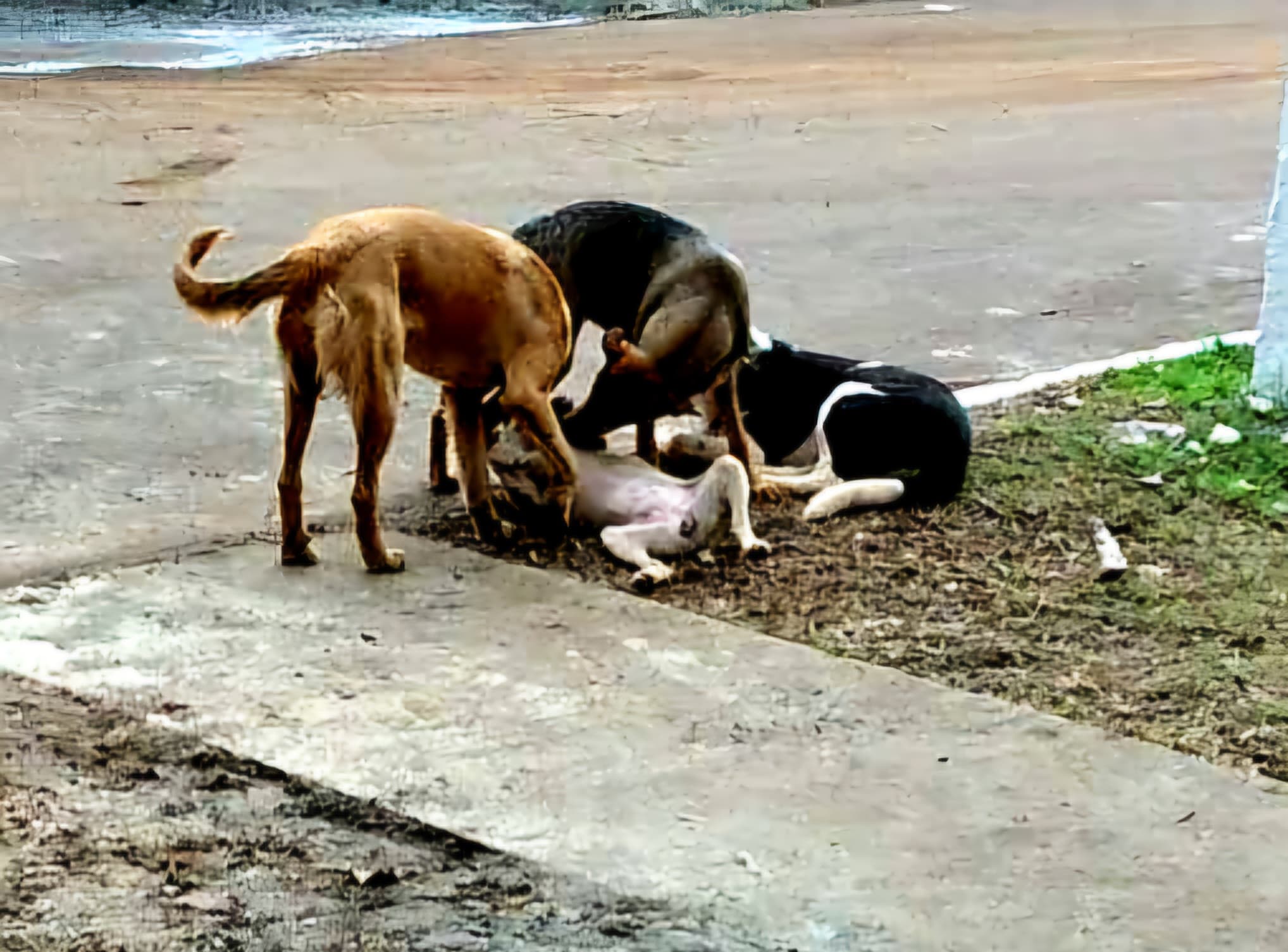 Sancionada lei que institui campanha de prevenção ao abandono de animais