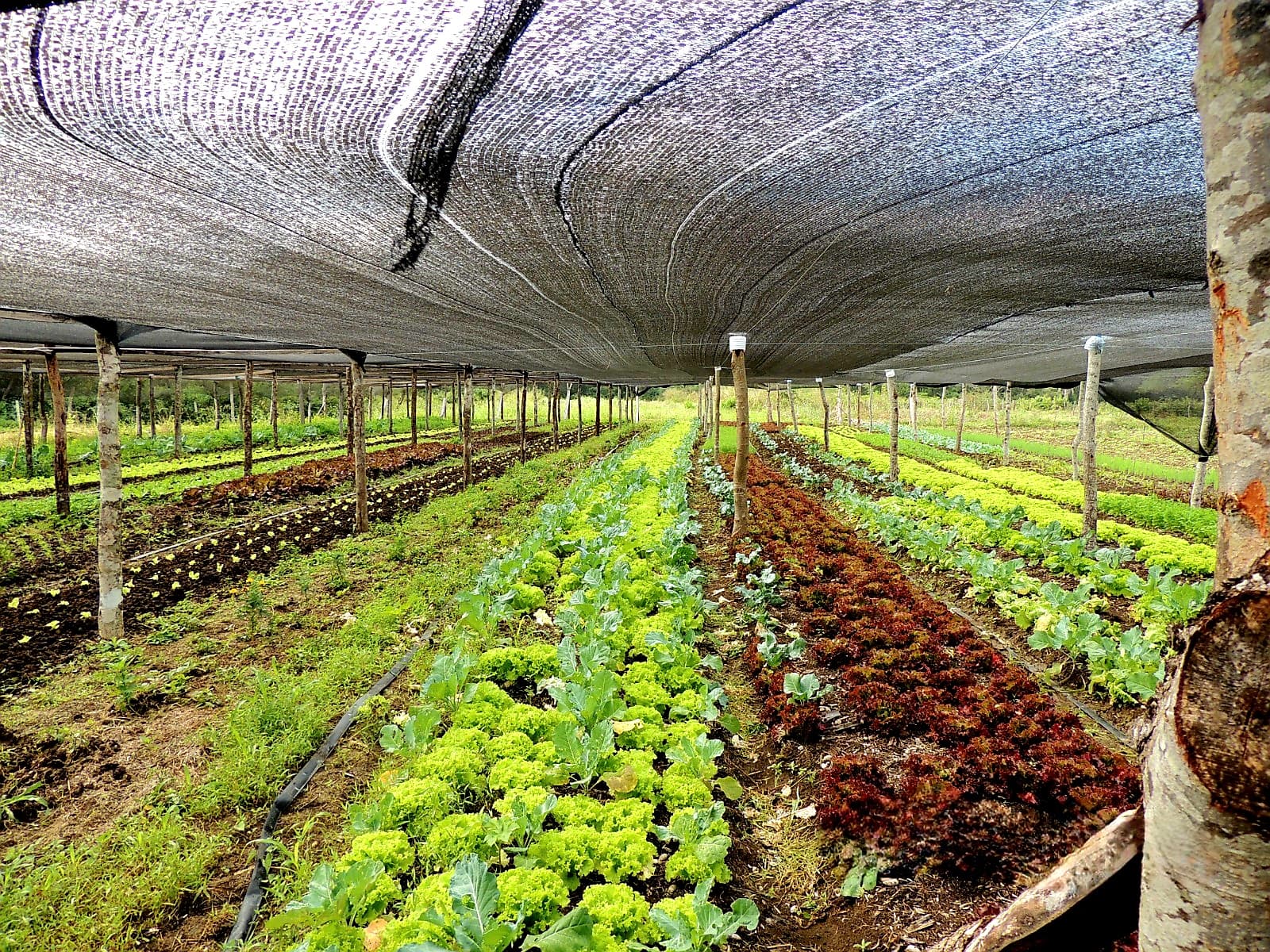 Projeto de Lei autoriza Prefeitura a instituir linha de microcrédito para pequenos produtores