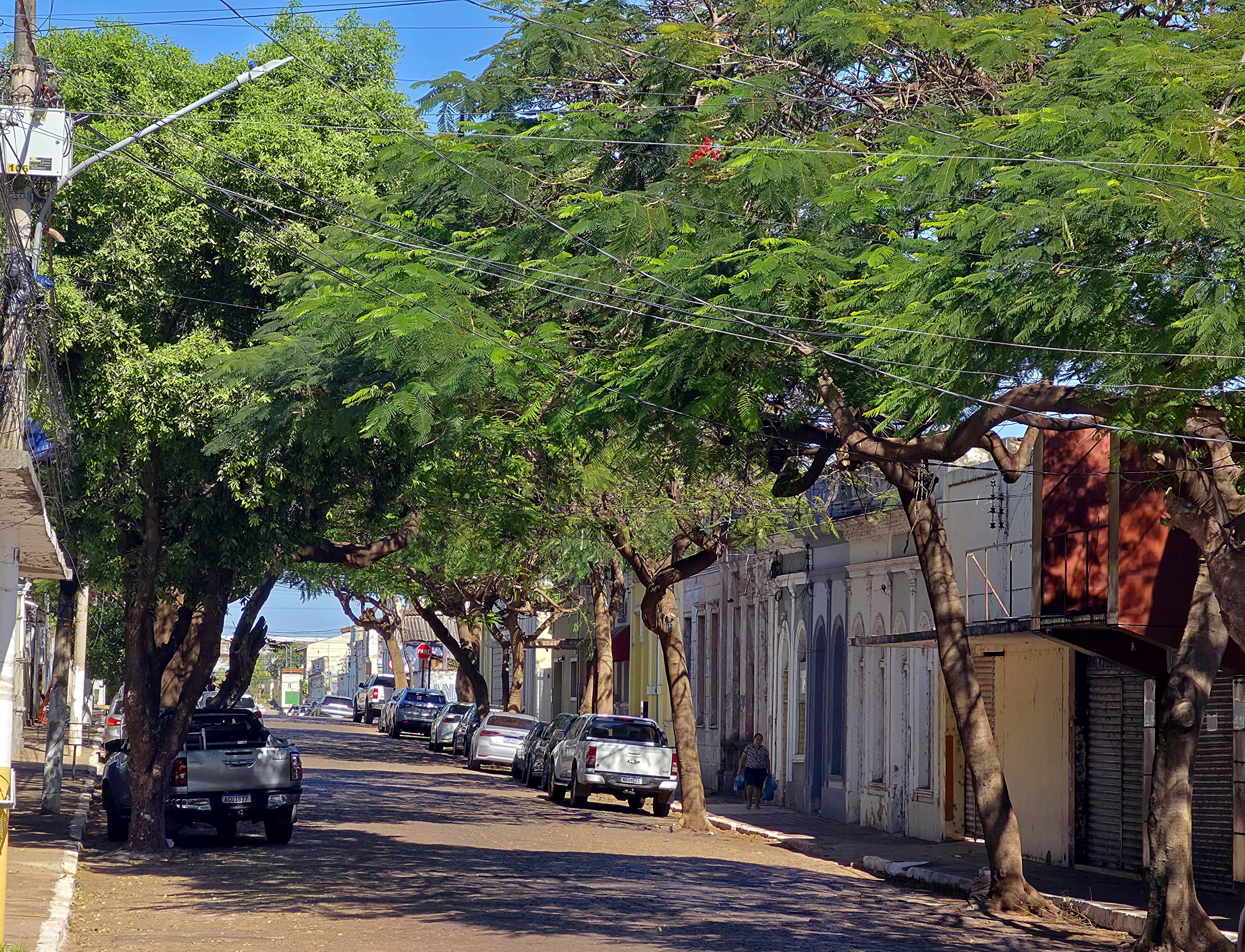 Hanna propõe implantação do projeto "Nasce uma criança, planta-se uma Árvore"